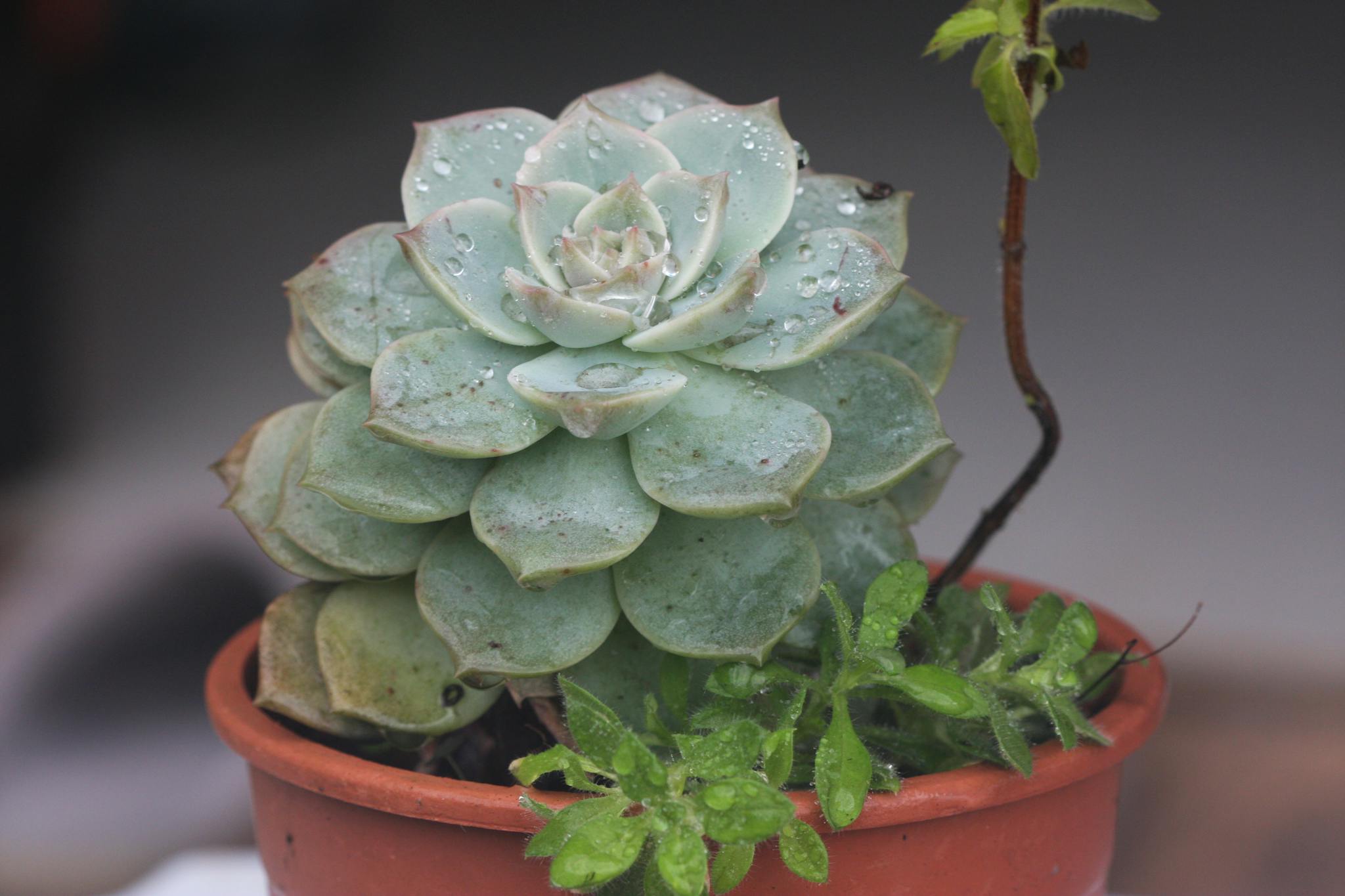 Beautiful Echeveria succulent with dew drops in a terracotta pot outdoors.